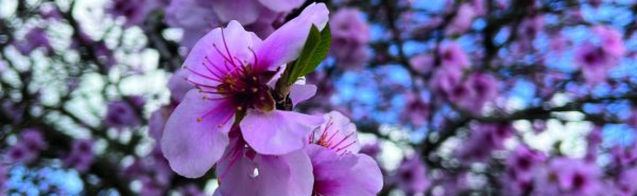 Mandelblüte an der Pfälzer Weinstraße