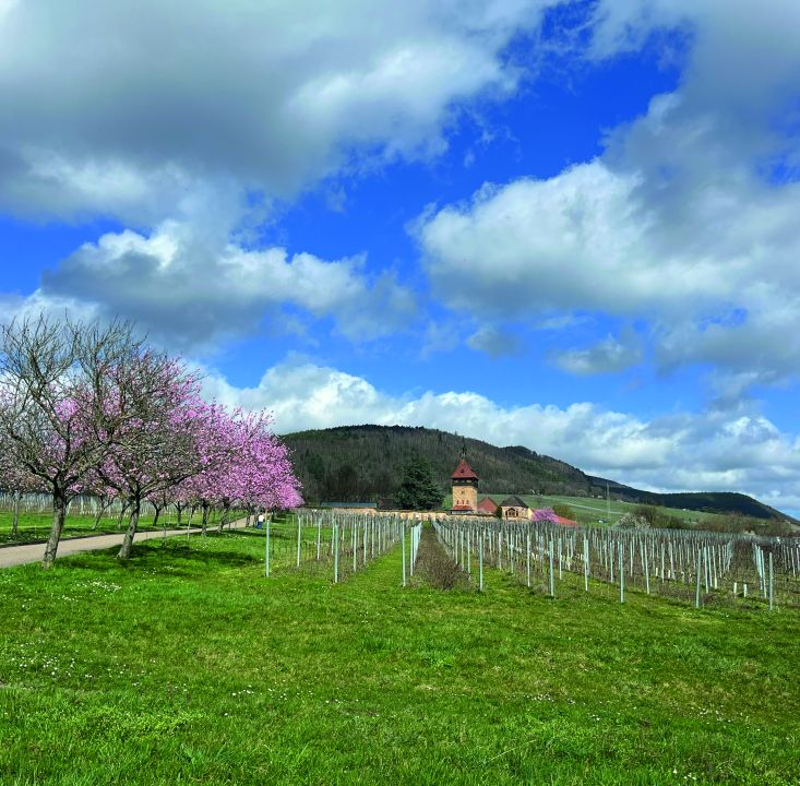 Mandelblüte an der Pfälzer Weinstraße