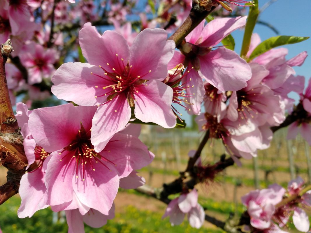 Mandelblüte an der Pfälzer Weinstraße