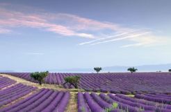 Bienvenue in der Provence